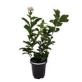 thumbnail image 2 of Grand Duke of Tuscany - Arabian Jasmine Plant - Triple Bloom - 6" Pot, 2 of 4
