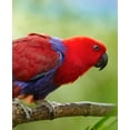 thumbnail image 2 of Fitzharris, Tim 20x24 Black Ornate Wood Framed with Double Matting Museum Art Print Titled - Eclectus Parrot Female, 2 of 4