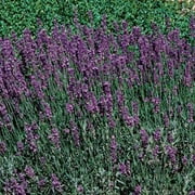 Expert Gardener 2.5qt Lavender