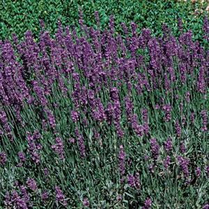 Expert Gardener 2.5qt Lavender