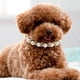 thumbnail image 5 of Collar de perlas para mascotas, collar para perros, collar para fiestas, collar para mascotas, decoración de disfraces, collar para cachorros, 5 of 7