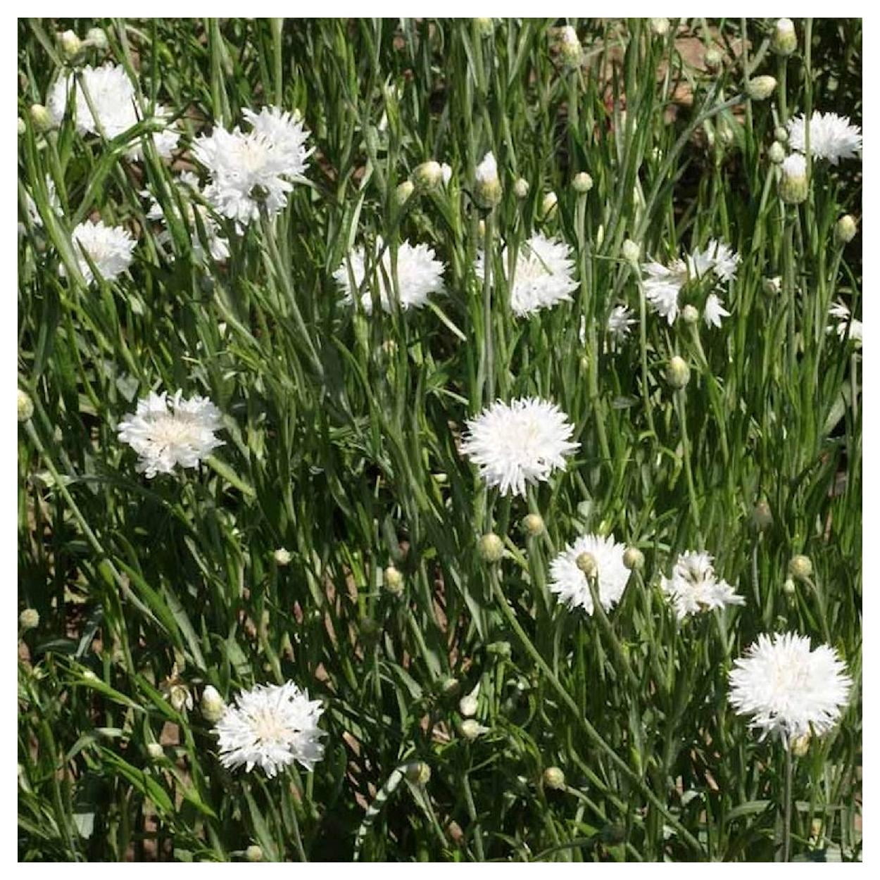 Everwilde Farms - 1 lb Tall White Bachelor Button Cornflower Garden Flower Seeds - Gold Vault Bulk Seed Packet