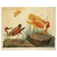thumbnail image 3 of Raineri, Carlo, Vittorio 14x12 Black Modern Framed Museum Art Print Titled - Spoonbill and Fantasy Stork, 3 of 5