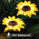 thumbnail image 3 of Outdoor Sunflower Solar Garden Decoration Stake, 22' Decorative Light for Garden Patio Porch Backyard (2 Pack), 3 of 4