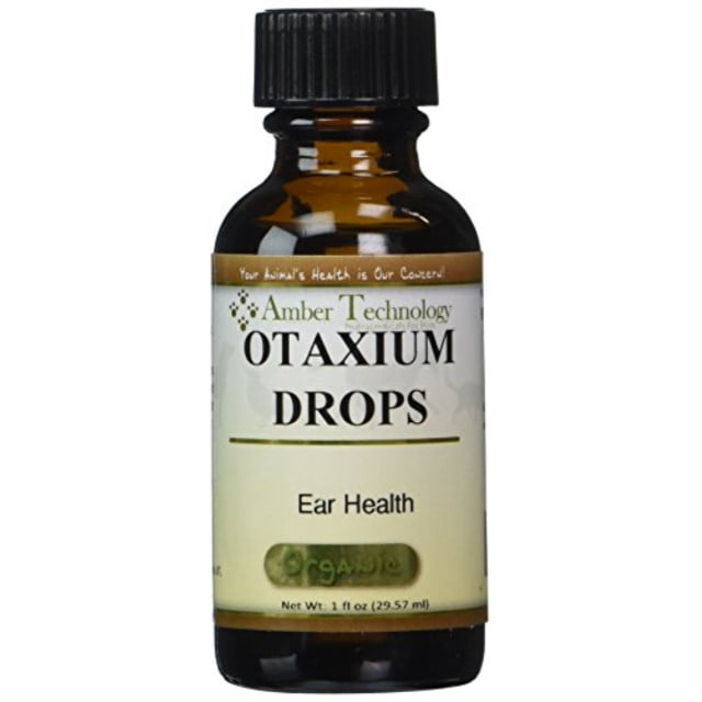 dog ate chocolate icing