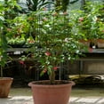 thumbnail image 3 of Gymax 4 Pack Tomato Cages 39'' Iron Round Plant Trellis with Stable Frame (4 Count), 3 of 10