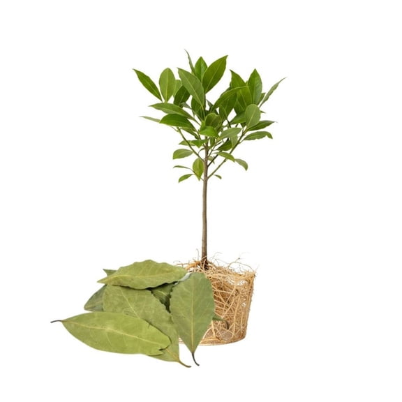 Bay Laurel Live Plant 4 Inch Pot, Herb Plant for Indoor or Outdoor Garden