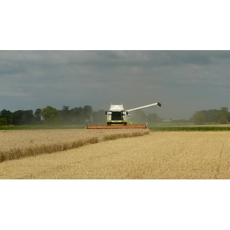 LAMINATED POSTER Grain Harvest Combine Arable Farming Harvest Time Poster Print 24 x
