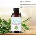 thumbnail image 3 of Majestic Pure Tea Tree Essential Oil - Pure, Natural and Premium Grade - Tea Tree Oil for Skin, Face, Hair, Nails, Acne, Scalp, Massage, Aromatherapy, Diffuser, Topical & Household Uses - 1 fl oz, 3 of 10