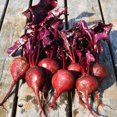 thumbnail image 1 of HIGHGW Beet Seeds (200 Seeds, Bull s Blood Beet), 1 of 1