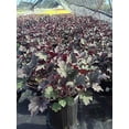 thumbnail image 2 of Frosted Violet Coral Bells, 2 of 4