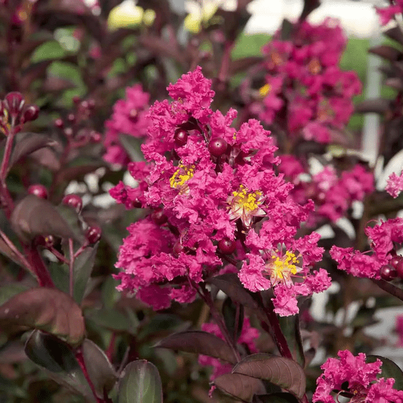 Southern Living Delta Fusion Crapemyrtle Live Shrub in 2-Gallon Grower Pot