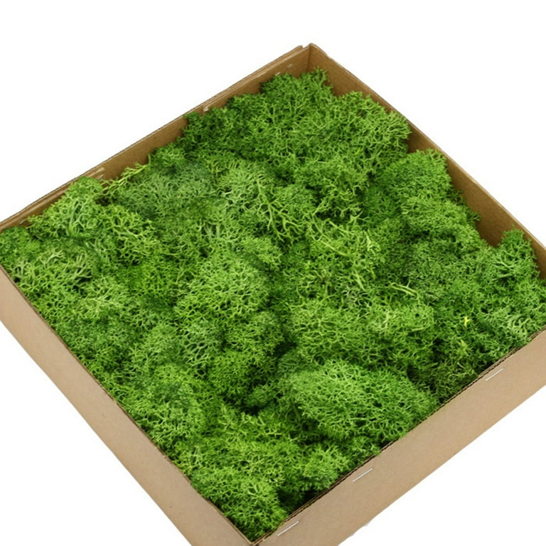 Imports Fresh Dried Forest Green Moss, Naturally Preserved, Loose Chunks,1  Box Eternal Life Dried Moss Mini Landscape Decor DIY Flower Craft Accessory