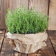 thumbnail image 5 of Thyme Herb Mix Live plants Certified Organic 3.5 inch pots. English, French, Lemon Vareigated, 5 of 5