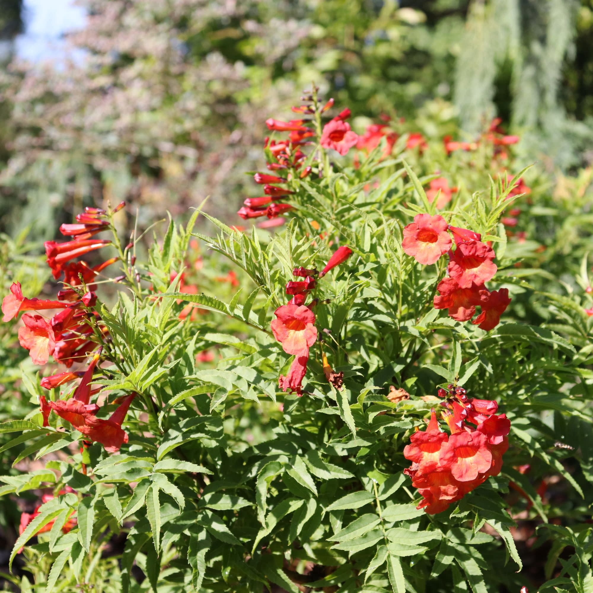 Proven Winners ColorChoice 5" Chicklet Red Esperanza Live Plant in 4.5" Pot (4 Count)