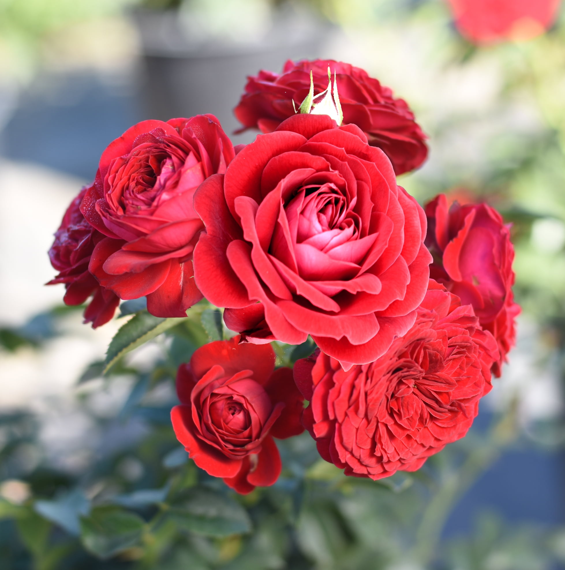 True Bloom 'True Love' PP28929 Red Rose Bush, 2 gal Pot