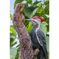 thumbnail image 2 of Hi-Line Gift Ltd 87758-R Pileated Woodpecker On A Tree Trunk Garden Statue, 2 of 4