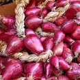 thumbnail image 3 of HJADGG Seeds Shallot Onion Banana Red Long Tropic Vegetable Heirloom Non-GMO for Planting, 3 of 8
