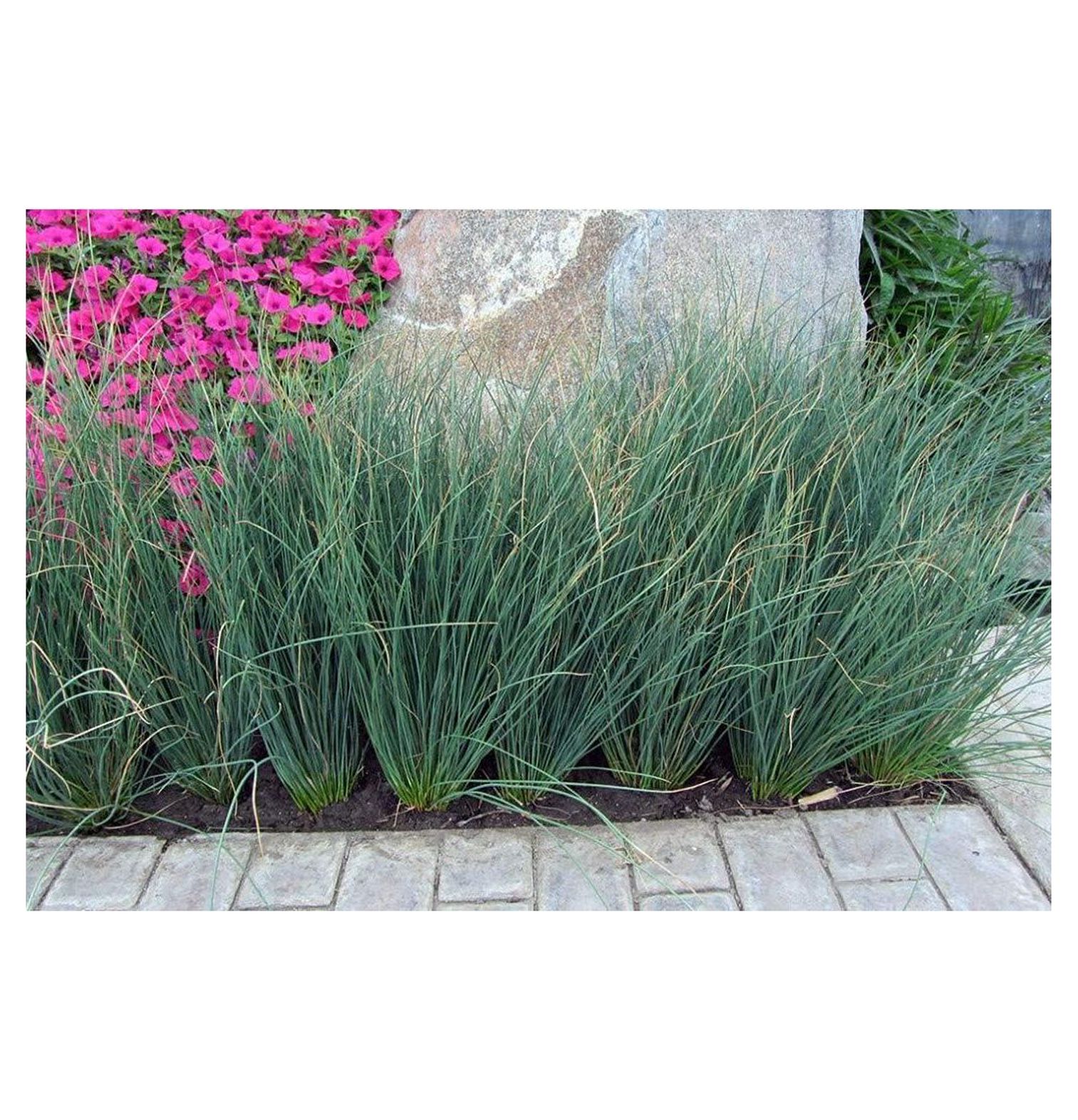 Blue Arrows Rush Grass - Juncus Inflexus - 3 Live Plants - Drought Tolerant Low Maintenance - image 3 of 3