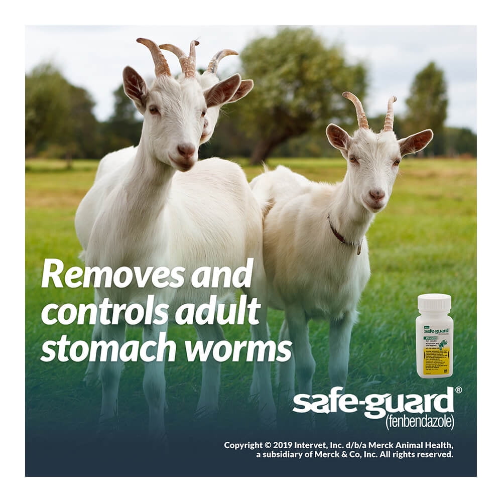 Safe Guard Dewormer for Goats Suspension 10 Walmart