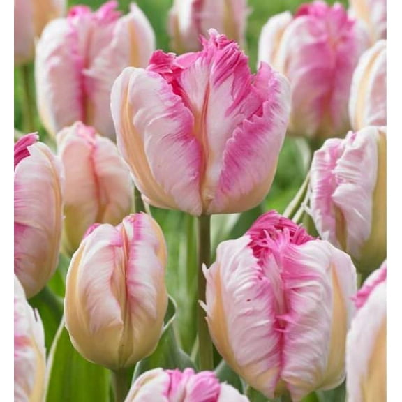 10 Pink & Silver Parrot Tulip Bulbs for Planting