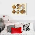 thumbnail image 5 of Orinice Vintage Sea Shell Beach Ocean Wall Art Prints by Ink Inc Unframed 20x16in, 5 of 6