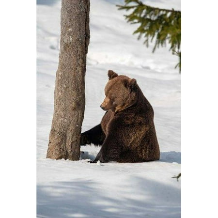 Brown Bear In The Snow Journal 150 Page Lined Notebook