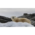thumbnail image 2 of Young, Bill 24x15 White Modern Wood Framed Museum Art Print Titled - Norway, Svalbard Polar bear on snow, 2 of 4