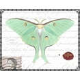 thumbnail image 2 of Vision Studio 18x15 White Modern Wood Framed Museum Art Print Titled - Butterfly Prose VI, 2 of 4