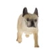 thumbnail image 4 of Estatuilla de Mascota Sunnimix de Plástico Realista Modelo de Juguete 2, 4 of 7