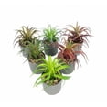 thumbnail image 2 of Planta artificial simulación de flores artificiales planta suculenta fresia planta en maceta interior simulación flor decoración del hogar bonsai adornos planta verde planta de simulación (verde marrón) ILoveMilan JM, 2 of 5