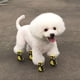 thumbnail image 2 of Billuyoard Zapatos para mascotas Botas deportivas para interiores Malla Transpirable Clásico Algodón Cremallera Calzado para mascotas Ropa para mascotas amarillo uno Billuyoard PT000055-11B, 2 of 6