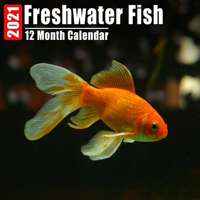 Calendar 2021 Freshwater Fish Cute Freshwater Fish Photos Monthly