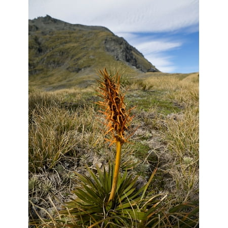 Close-up of Spaniard plant growing in a forest Mount Aspiring National Park West Coast South Island New Zealand Canvas Art - Panoramic Images (18 x