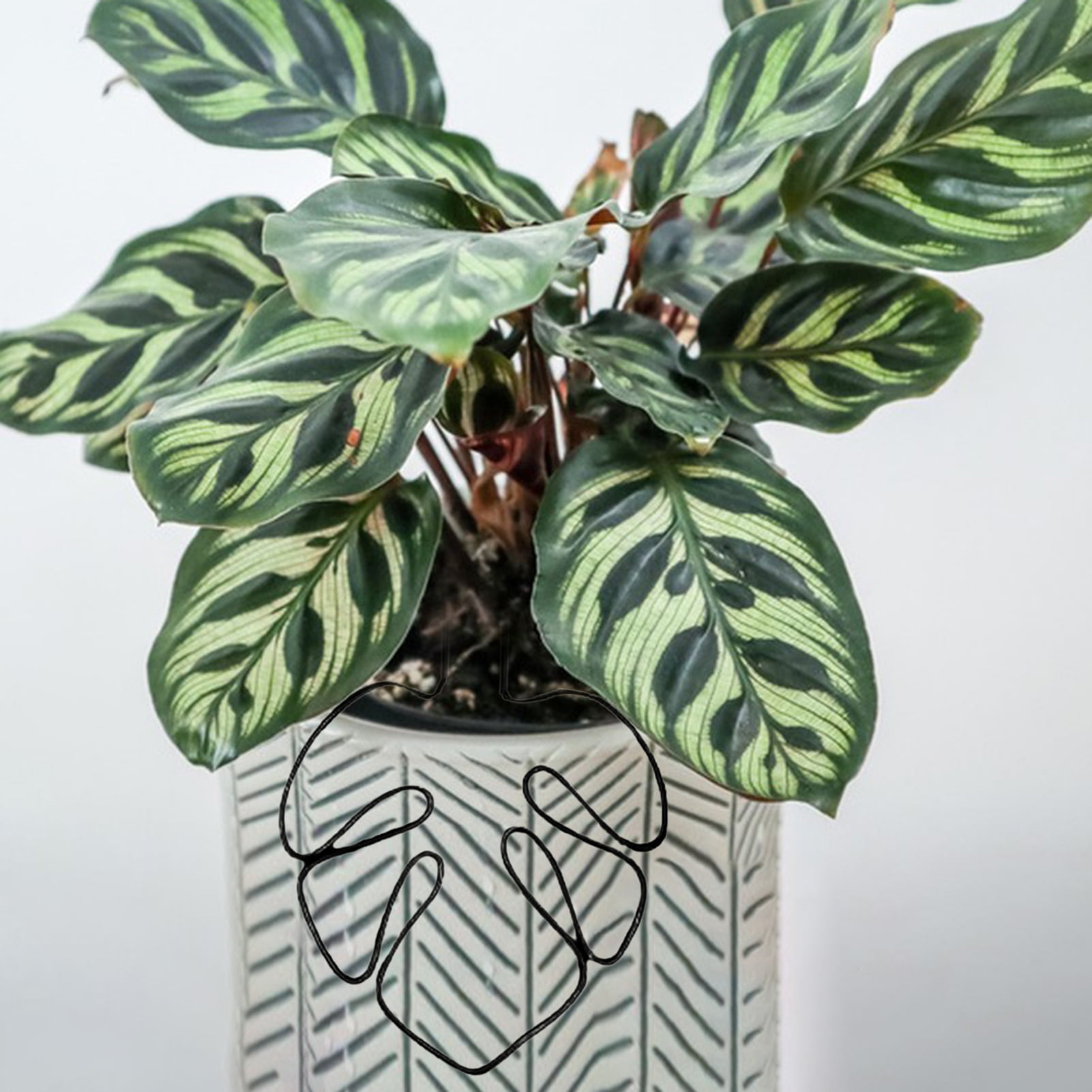 buy bantel's sensation snake plant Sansevieria Bantel's Sensation | Snake Plant | Care Guide and Pro Tips -  Delivery from Toronto across Canada main image 0