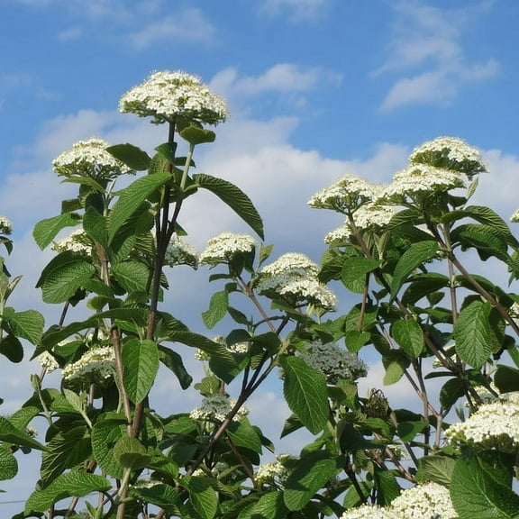 Nannyberry Viburnum Live Plant 12-18" in Height in a #3 Container