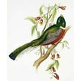 thumbnail image 2 of Ashley, Aaron 15x17 Black Ornate Wood Framed with Double Matting Museum Art Print Titled - Trogon Ambiguus, 2 of 4