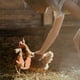 thumbnail image 5 of Pollo de silicona brazo de aves de corral de aves de corral de aves de corral para animales Año Nuevo Regalos PET Cosplay Toys Decoración al aire libre para exteriores, 1 par Speravity FN001932-01, 5 of 7