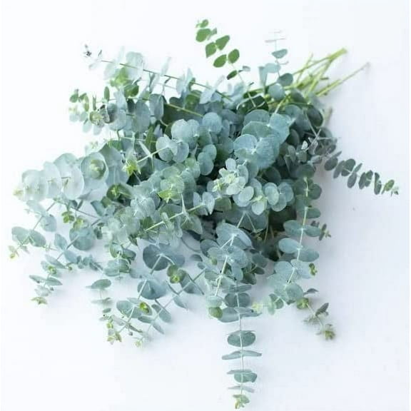 Baby Blue Eucalyptus Seeds for Planting (10 Seeds) -Great for Cut Flower Bouquets