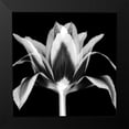thumbnail image 2 of Delimont, Danita 15x15 Black Modern Framed Museum Art Print Titled - Elegant Tulip, 2 of 5