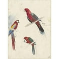 thumbnail image 2 of Anna Maria Kruijff 11x14 Gold Ornate Wood Frame and Double Matted Museum Art Print Titled - Studies of Parrots (1880 - 1946), 2 of 4