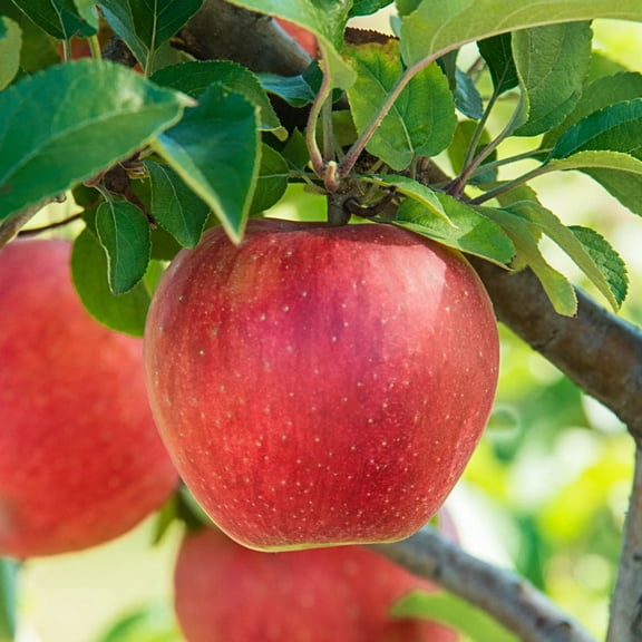 Baker's Delight Reachables Apple Live Potted Deciduous Dwarf Fruiting Tree 1 Pack