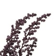 thumbnail image 4 of Vickerman 14-18" Violet  Stoebe Bundle, 4 of 4