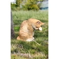 thumbnail image 4 of Hi Line 10.25” American Shorthair Washing Orange Tabby Cat Garden Statue, Realistic, 4 of 4
