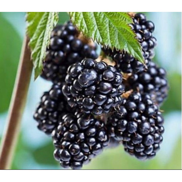 Sweetie Pie Blackberry Live Starter Plant Thornless Blackberry