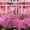 Pink, variant on 300g Halloween Stretch Spider Web Decoration with 60 Black Fake Spiders, Super Stretchy Reusable Cobweb Set for Yard, Porch, Windows, Walls and Halloween Decor