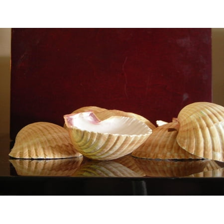 - Set of 3 Mexican Deep Scallops 2 1/2-3