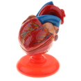 thumbnail image 1 of Modelo de Corazón Humano Sunnimix Estatua del Corazón, 1 of 8