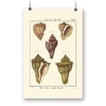 thumbnail image 1 of Pyrule Shells Poster - Denis Diderot Designs,, 1 of 3