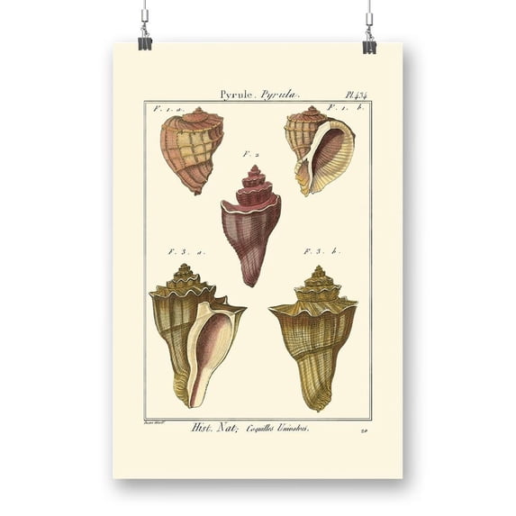 Pyrule Shells Poster - Denis Diderot Designs,